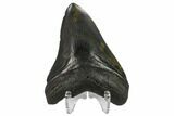 Bargain, 4.15" Fossil Megalodon Tooth - South Carolina - #130751-1